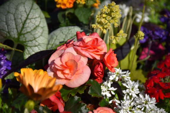Bunte Blumen, darunter Rosen, Sonnenblumen und Petunien, in einem Garten arrangiert.